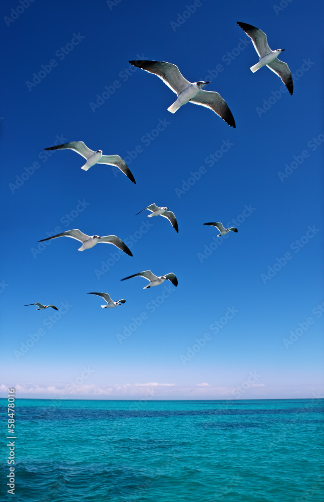 Naklejka premium Various seagulls flying over a blue sea