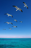 Various seagulls flying over a blue sea