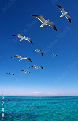 Fotografia Various seagulls flying over a blue sea