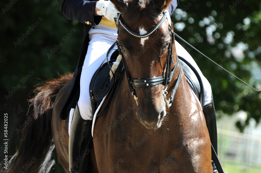 Dressurreiten