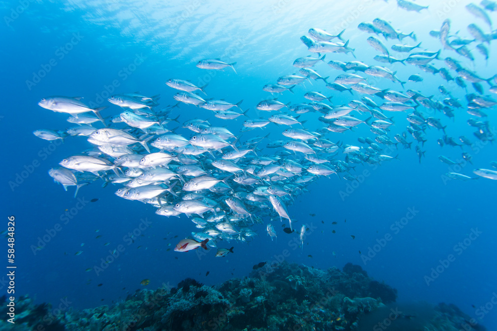 group of jack fish group of jack fish