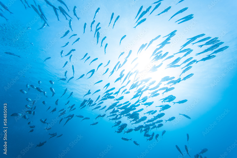 Fototapeta premium group of jack fish