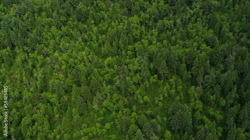 Wallpaper Mural Aerial view of Canadian Spruce forest, Canada Torontodigital.ca