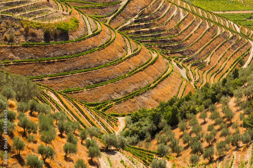 Fototapeta premium Portugal, vallée du Douro