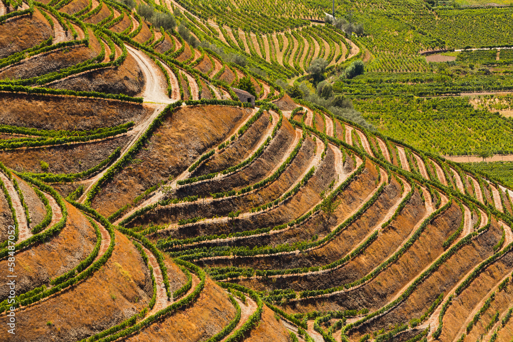 Fototapeta premium Portugal, vallée du Douro