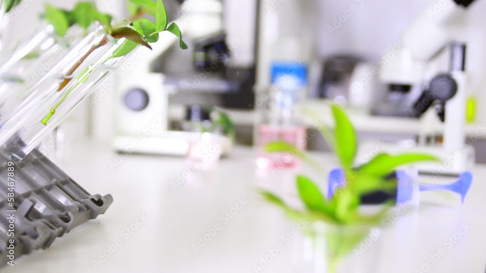 Refocused.Green plant in genetics laboratory Refocused.Green plant in genetics laboratory
