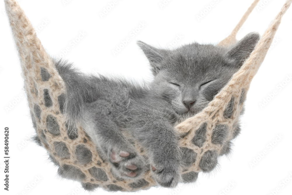 Obraz premium Cute gray kitten lying in hammock