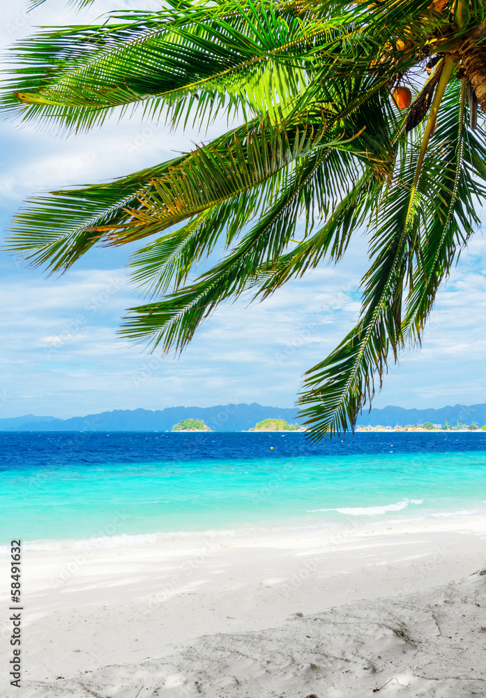 Green tree on white sand beach Green tree on white sand beach