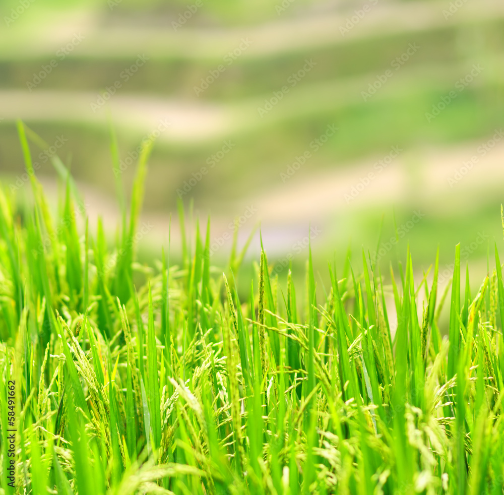 Green rice field Green rice field