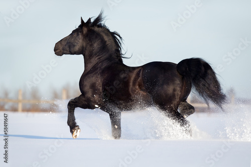 Black horse run in winter gallop fast