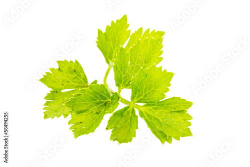 Celery leaf