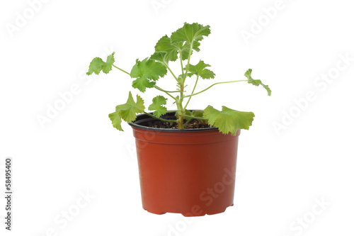 Fototapeta Naklejka Na Ścianę i Meble -  Geranium plant in a pot.