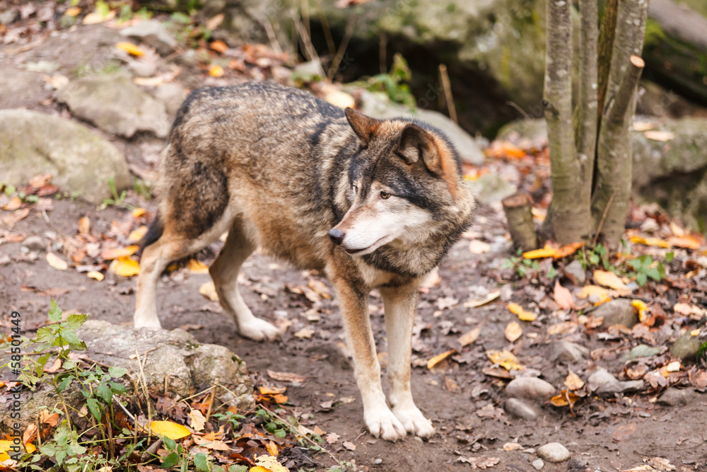 Obraz premium Grey Wolf