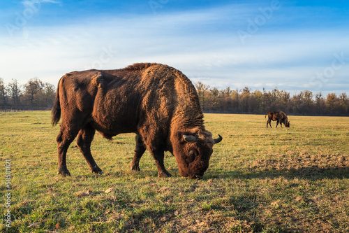 Canvas-taulu aurochs