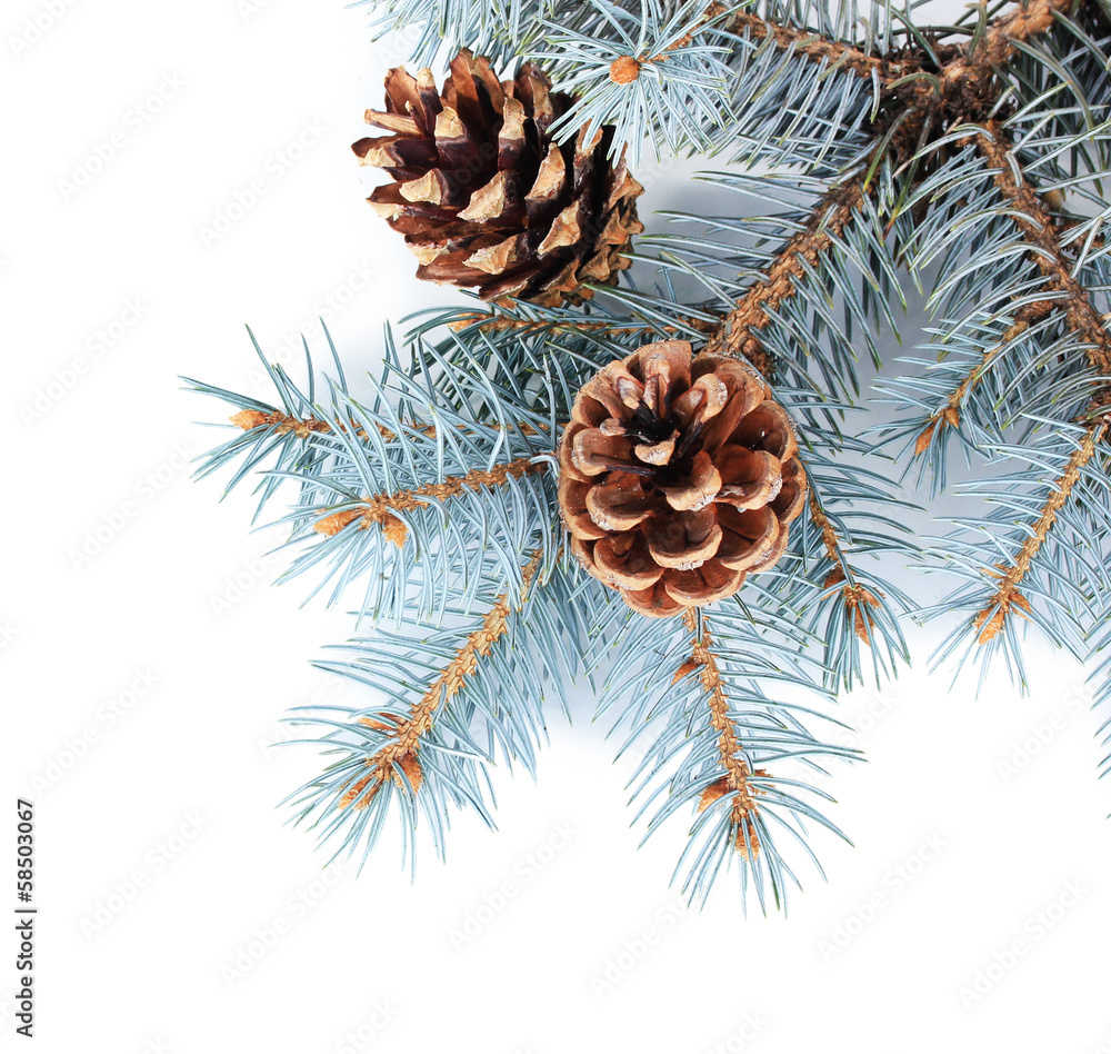 Beautiful pine cones isolated on white Beautiful pine cones isolated on white