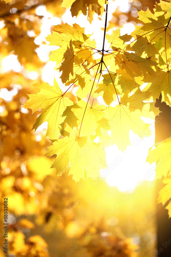 Autumnal background Autumnal background
