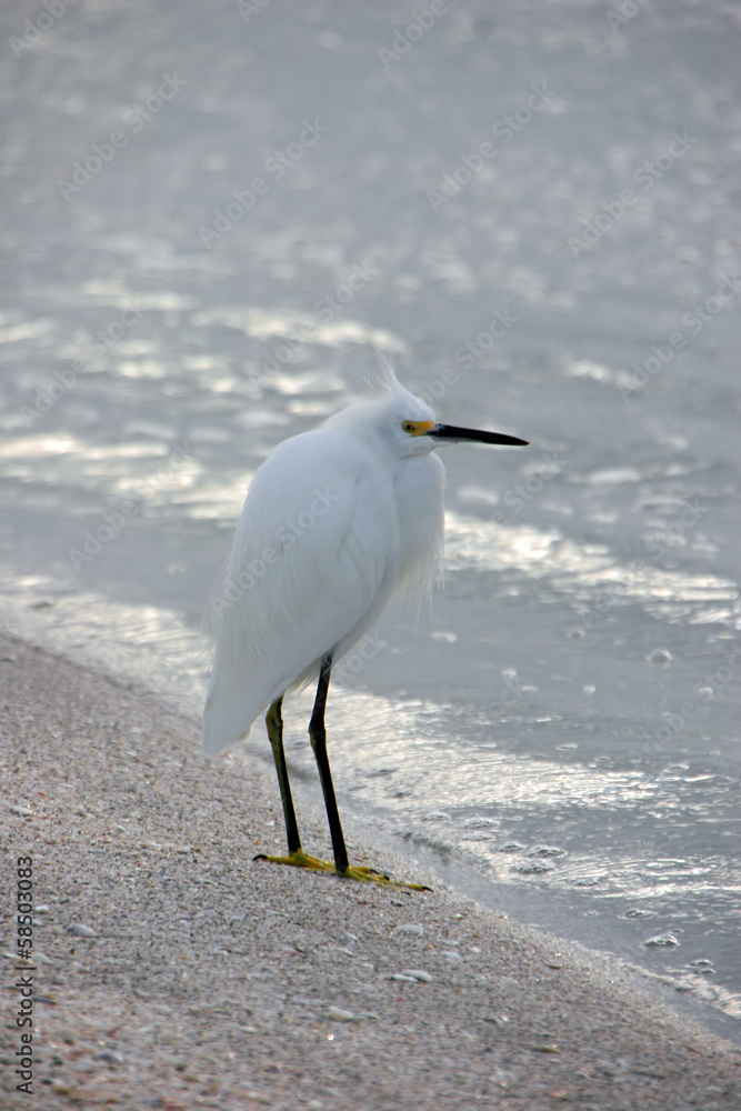 Snowy Egret Bird on Beach Sanibel Florida Snowy Egret Bird on Beach Sanibel Florida