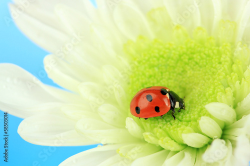 Fototapeta Naklejka Na Ścianę i Meble -  Beautiful ladybird  on flower, close up