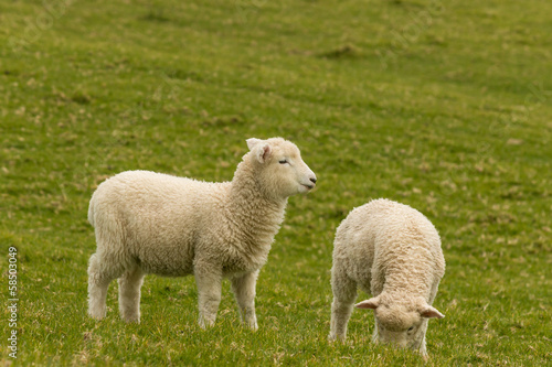 two young lambs grazing