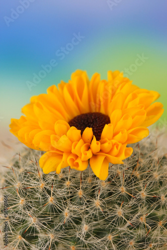 Cactus with flower, on blue sky background
