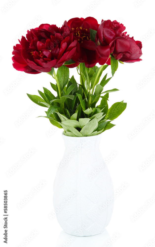 Obraz premium Beautiful peonies isolated on white