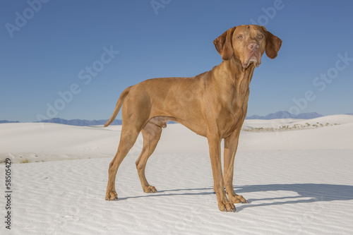 dog in white sand desert