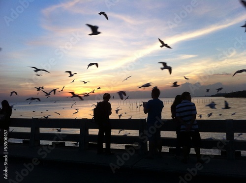 Migratory seagulls in Bangpu Thailand
