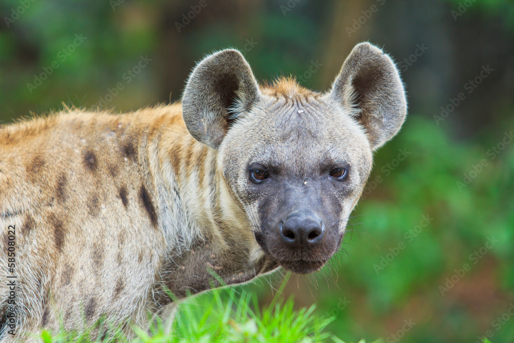 Hyena