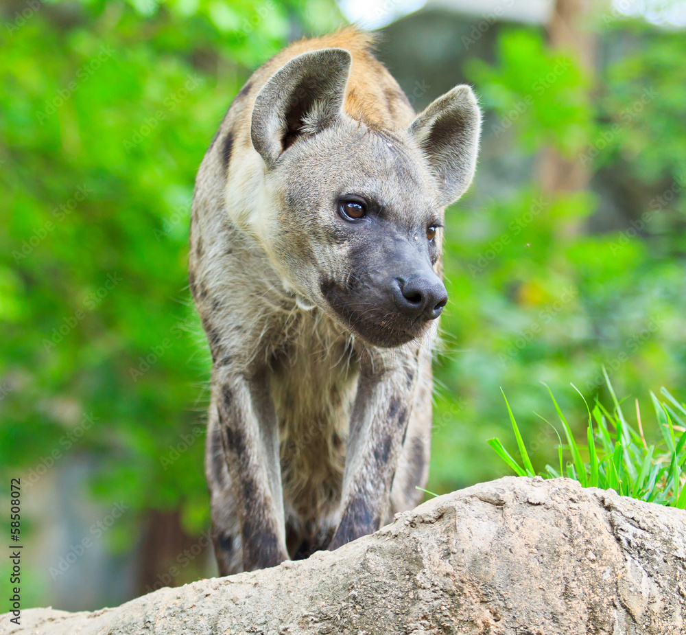 Hyena Hyena