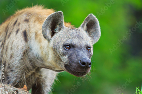 Hyena © Photo Gallery