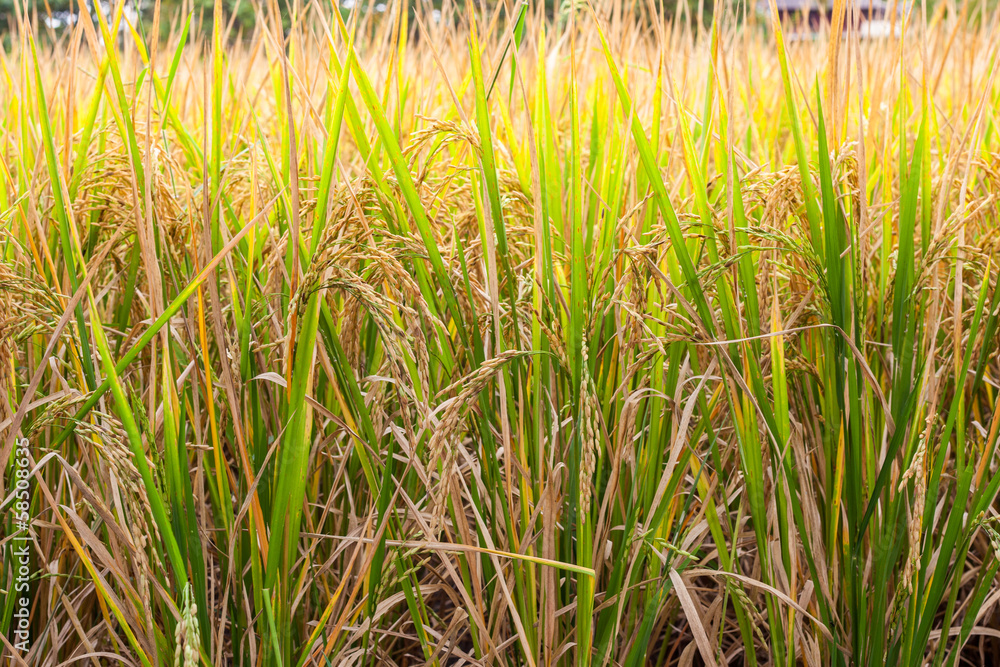 Fototapeta premium Rice is waiting for harvest