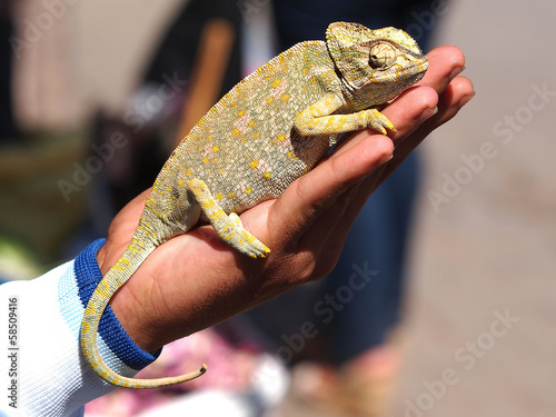 chameleon photo