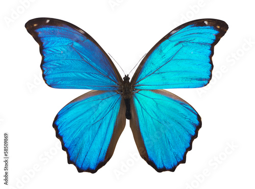 Butterfly morpho photo