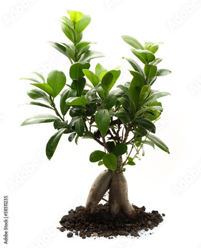 Ficus ginseng with soil