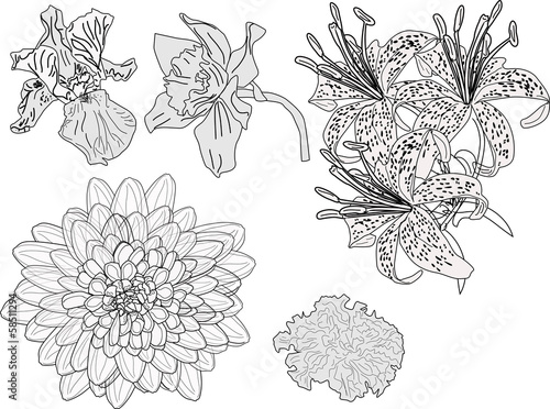 Fototapeta Naklejka Na Ścianę i Meble -  five garden flowers sketches isolated on white