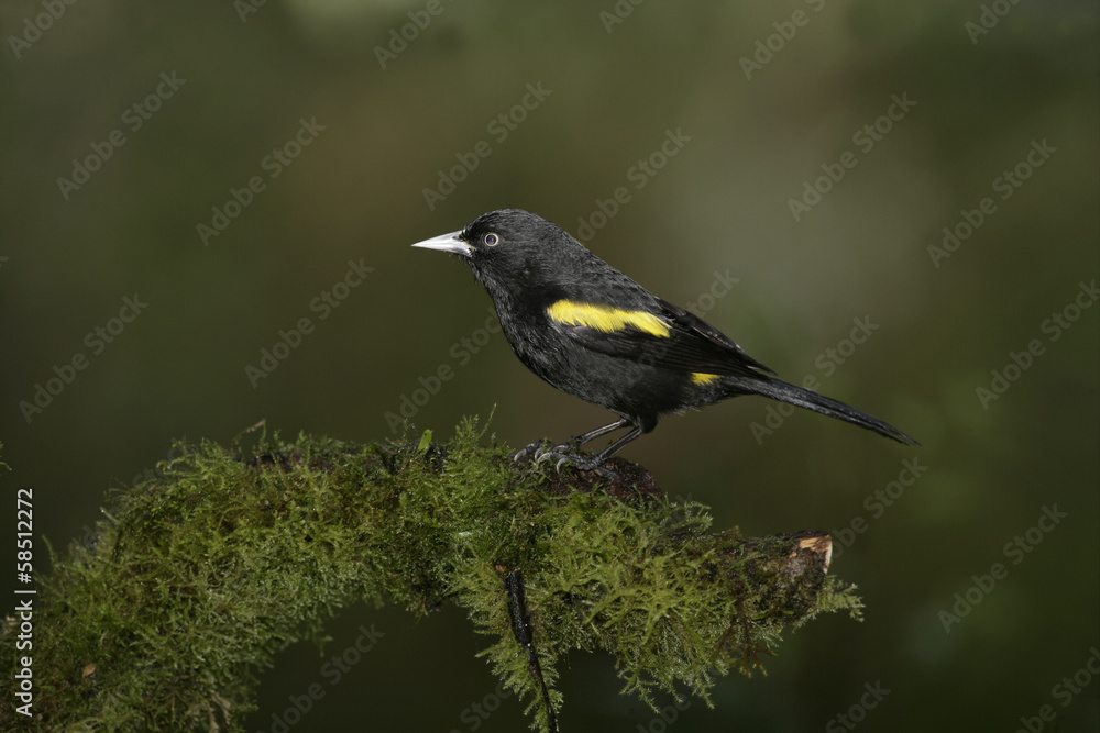 Obraz premium Golden-winged cacique, Cacicus chrysopterus