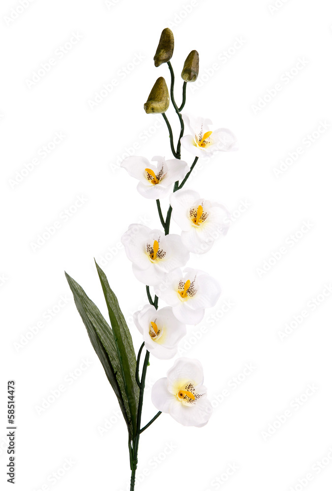 white orchid