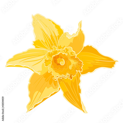 Narcissus flower