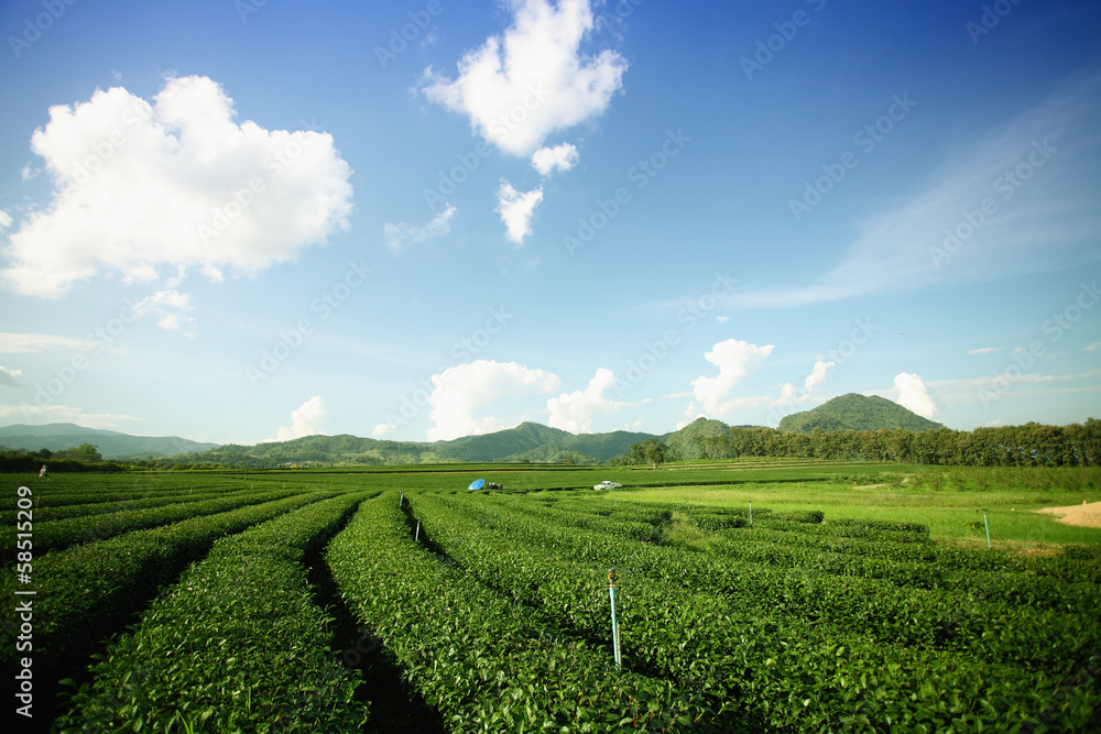 tea mountain