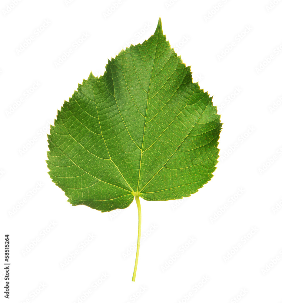 Linden leaf with the veins Linden leaf with the veins