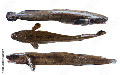 Фотография Night freshwater predator burbot on white background