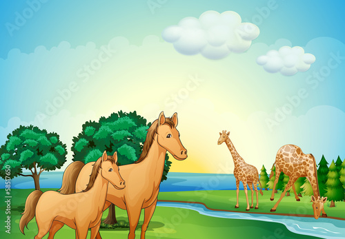 Horses and giraffe near the river