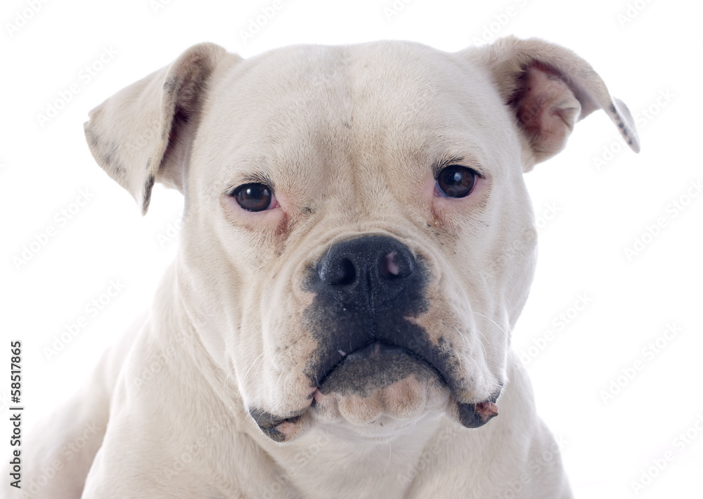 american bulldog