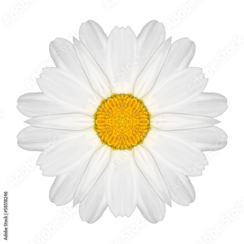 Daisy Mandala Flower Kaleidoscopic Isolated on White
