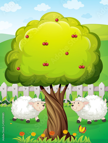 Sheeps inside the fence near the apple tree