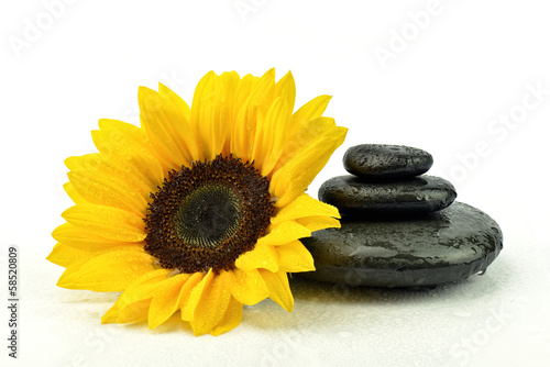 Fototapeta Naklejka Na Ścianę i Meble -  Słonecznik z kamieniami do spa