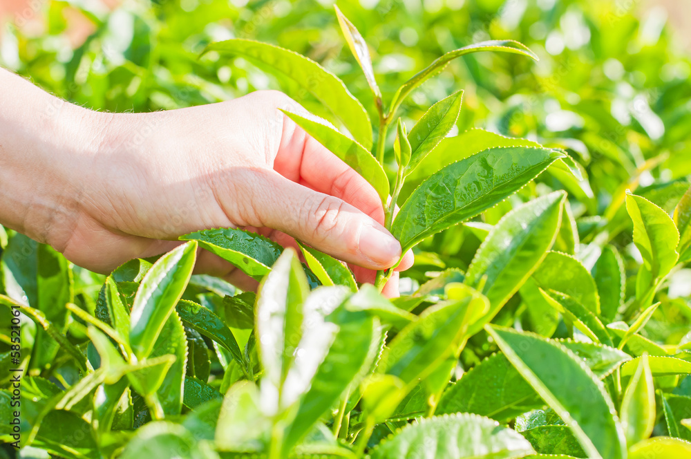 Hand, Green tea bud and fresh leaves in morning Hand, Green tea bud and fresh leaves in morning