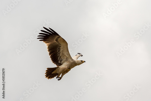 Eagle in flight © derejeb