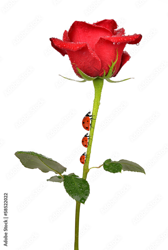 Fototapeta premium Dewy Rose with ladybugs isolated on white background
