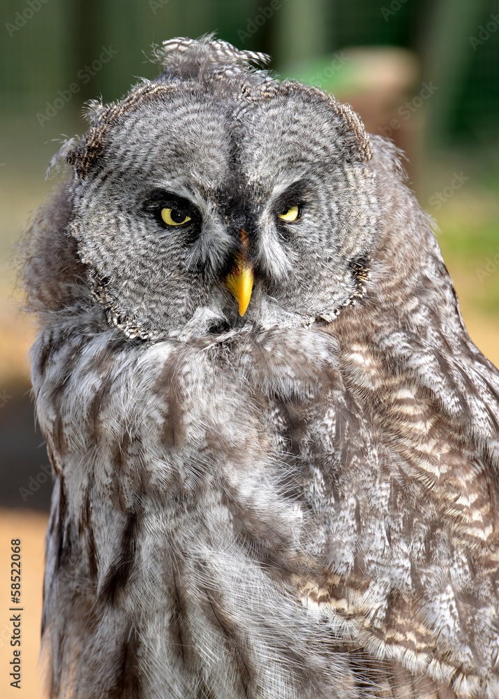 Obraz premium Great Gray Owl (Strix nebulosa)